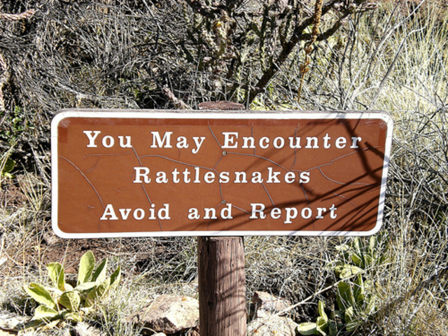Rattlesnakes!