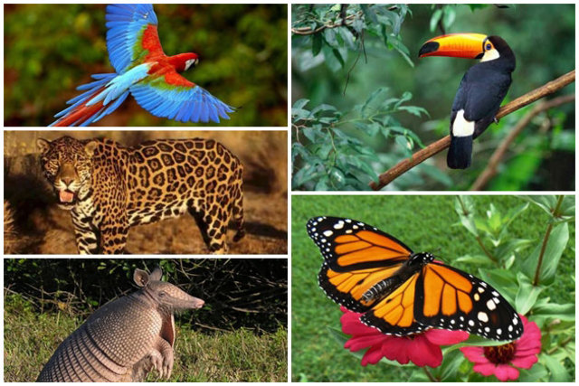 Convención para la Preservación de la Flora, de la Fauna y de las Bellezas Escénicas Naturales de los Países de América