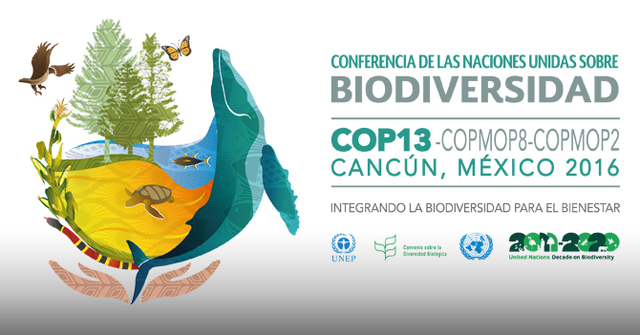 COP 13