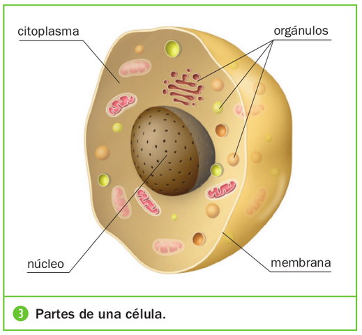 Evolución de las células con nucleo (eucariotas)