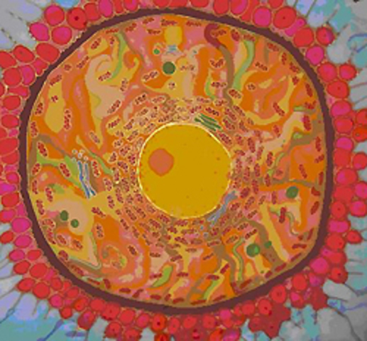 Organismos Eucariotas