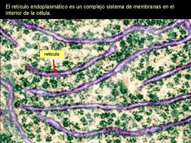 Descobriment del Reticle endoplasmàtic