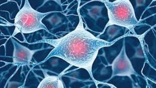 Evolución de los organismos pluricelulares