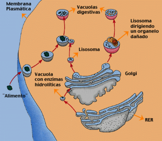 Descobriment del Lisosomes