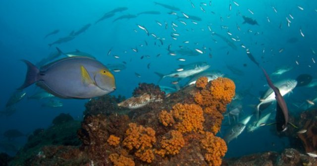 Secretaría de Medio Ambiente, Recursos Naturales y Pesca