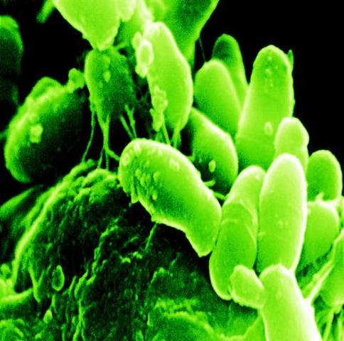 Observació dels protozous