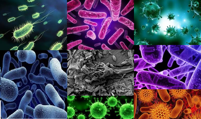 Aparición de los seres multicelulares. Hace 1200 millones de años