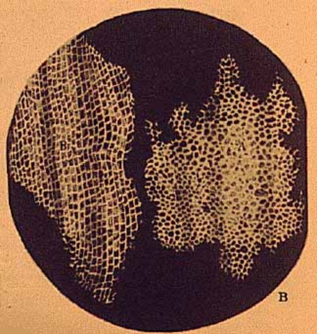 Bateix de la cèl·lula