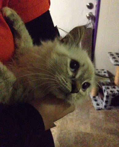 I Start Volunteering