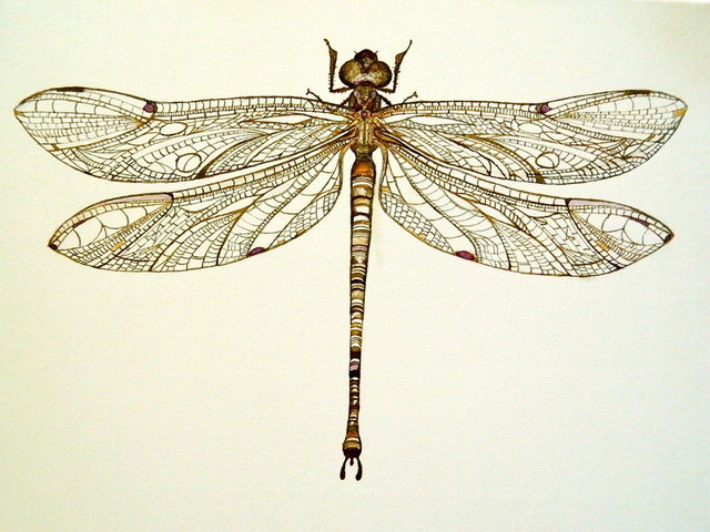 Sad Diagram of a Dragonfly