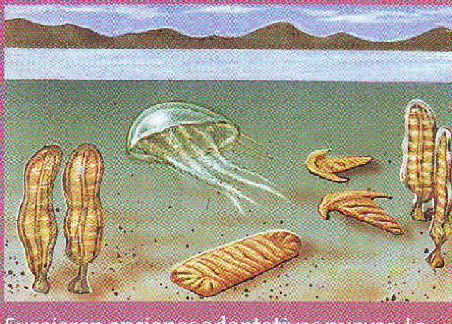 Aparición de invertebrados de tipo espongiarios