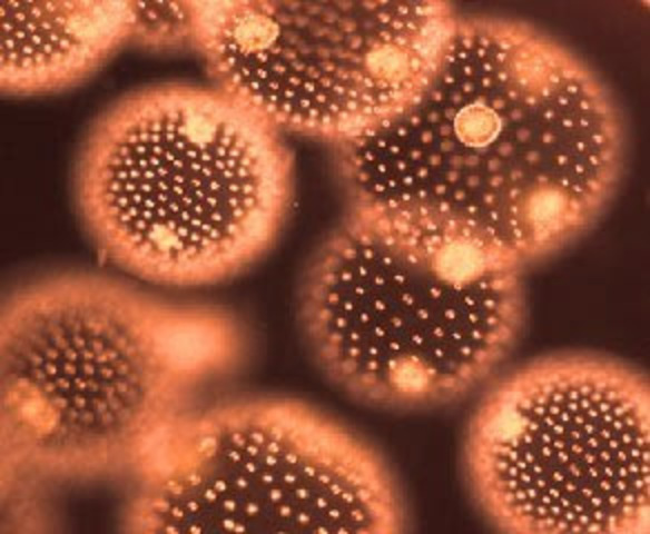 Registro de los primeros plucicelulares