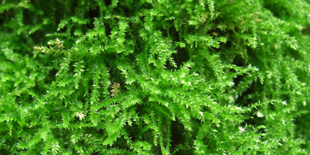 Hace 750 millones de años...