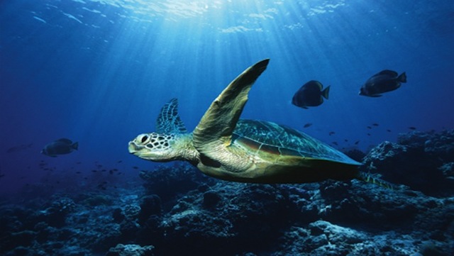 12th Grade Marine Biology