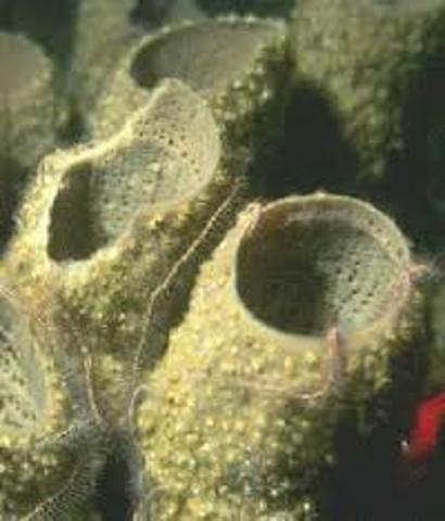 900 millones de años