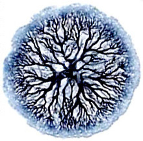 Aparición de la vida.