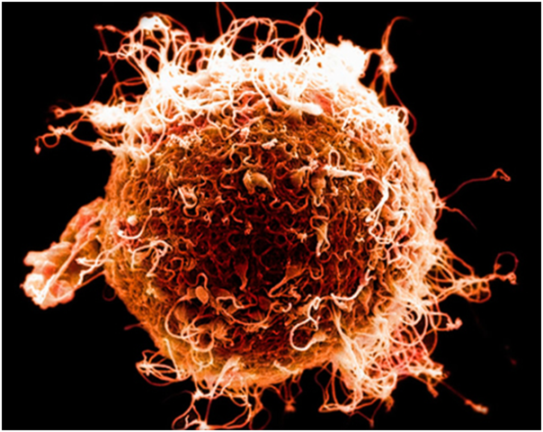 Reproducción sexual.