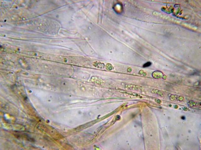 Seres pluricelulares.