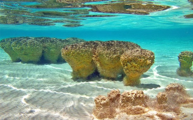 Aparición del oxígeno. Hace 3500 millones de años