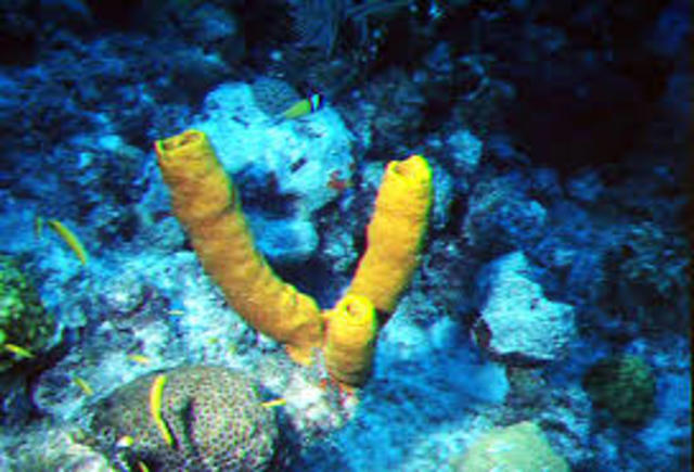 Aparecen los animales más primitivos