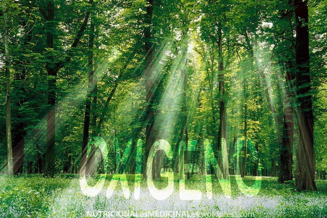 Acumulación del oxígeno. Hace 2500 millones de años