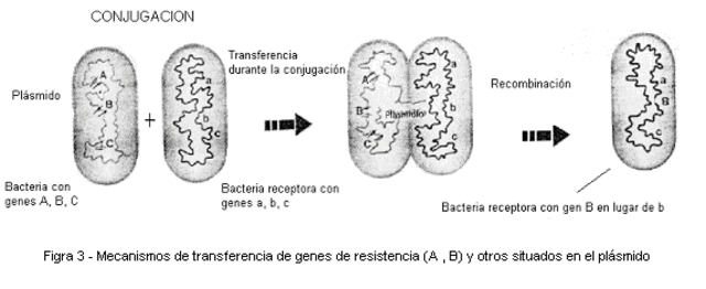 Origen de la reproducción sexual. Hace 1900 millones de años
