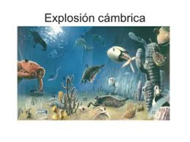 Explosión Cámbrica
