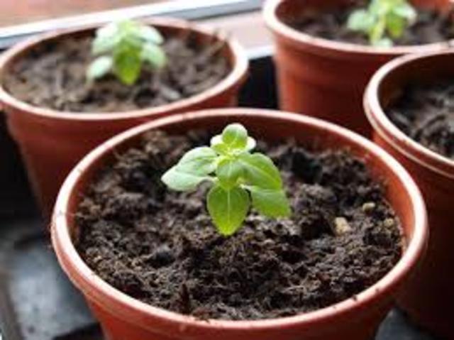 "Our Friendship Plant"