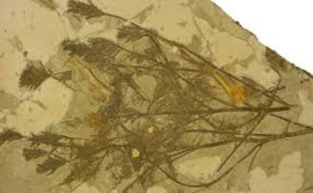 Aparición de las primeras plantas con flores