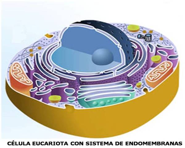 Hace 2500 millones de años...