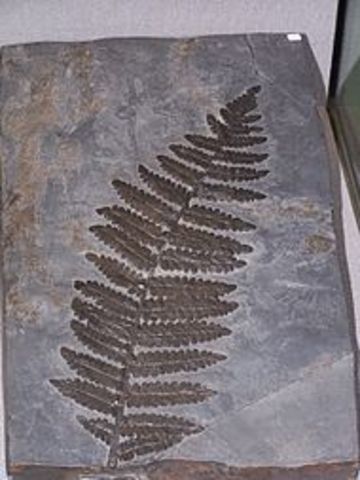 Aparición de las plantas. Hace 700 millones de años