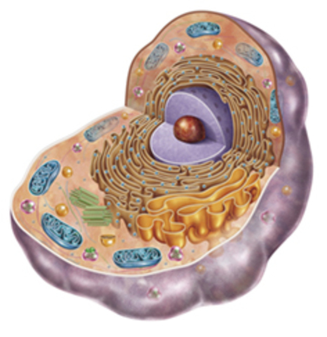 Primeros seres eucariotas