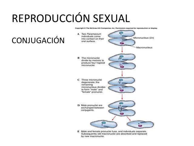 Aparición de la reproducción sexual