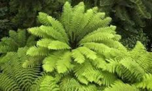 700 millones de años