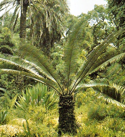 Aparición de las platas