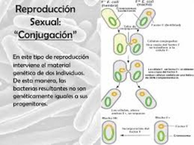 Aparece la reproducción sexual