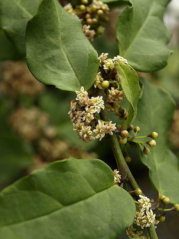 Aparición plantas con flores