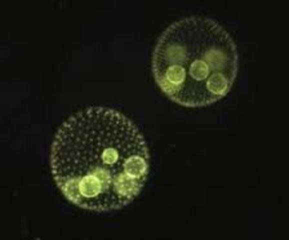 Aparición de primeros seres multicelulares y los hongos colinizaron la Tierra