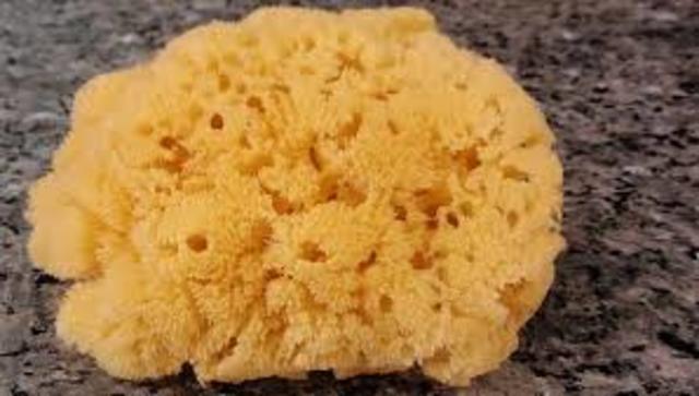 Aparición animales más primitivos