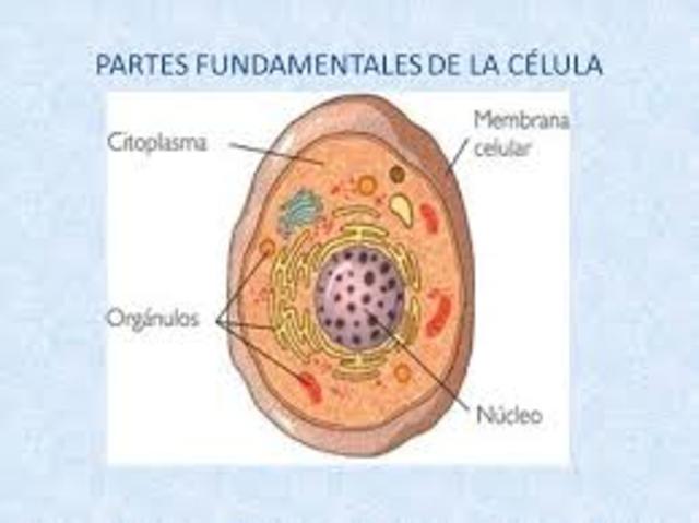 THEODOR SCHWANN y MATTHIAS SCHLEIDEN