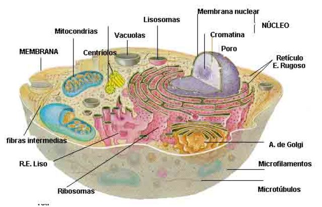 La teoria cèl·lular