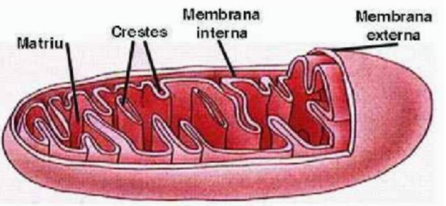 Descobriment del mitocondri