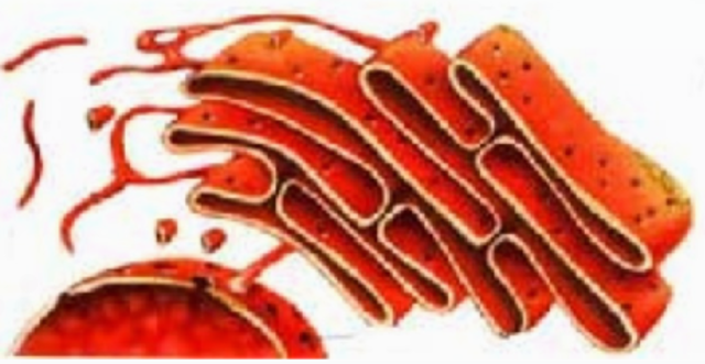 Descobriment del Reticle endoplasmàtic