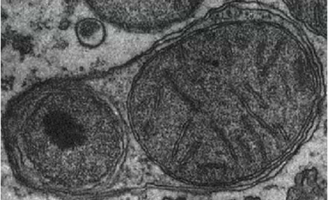 Van descobrir el aparell Lisosomes