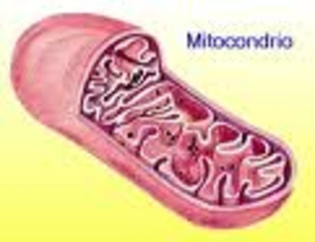 Mitocondri