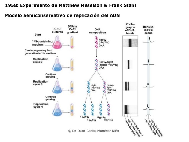 Meselson & Stahl