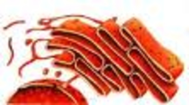 Reticle endoplasmàtic