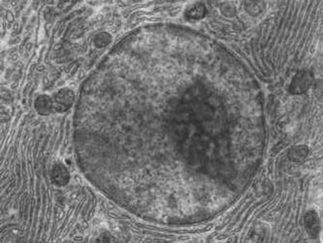 bateig de la cèl·lula