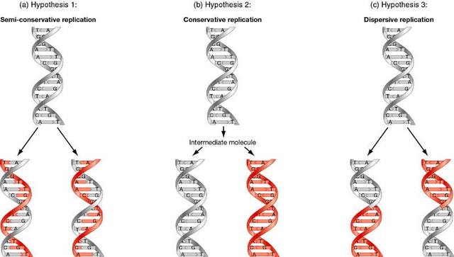 Meselson & Stahl's Discovery