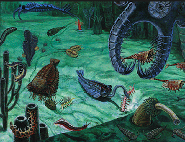 Cambrian Period : 570 ~ 500 millions years ago